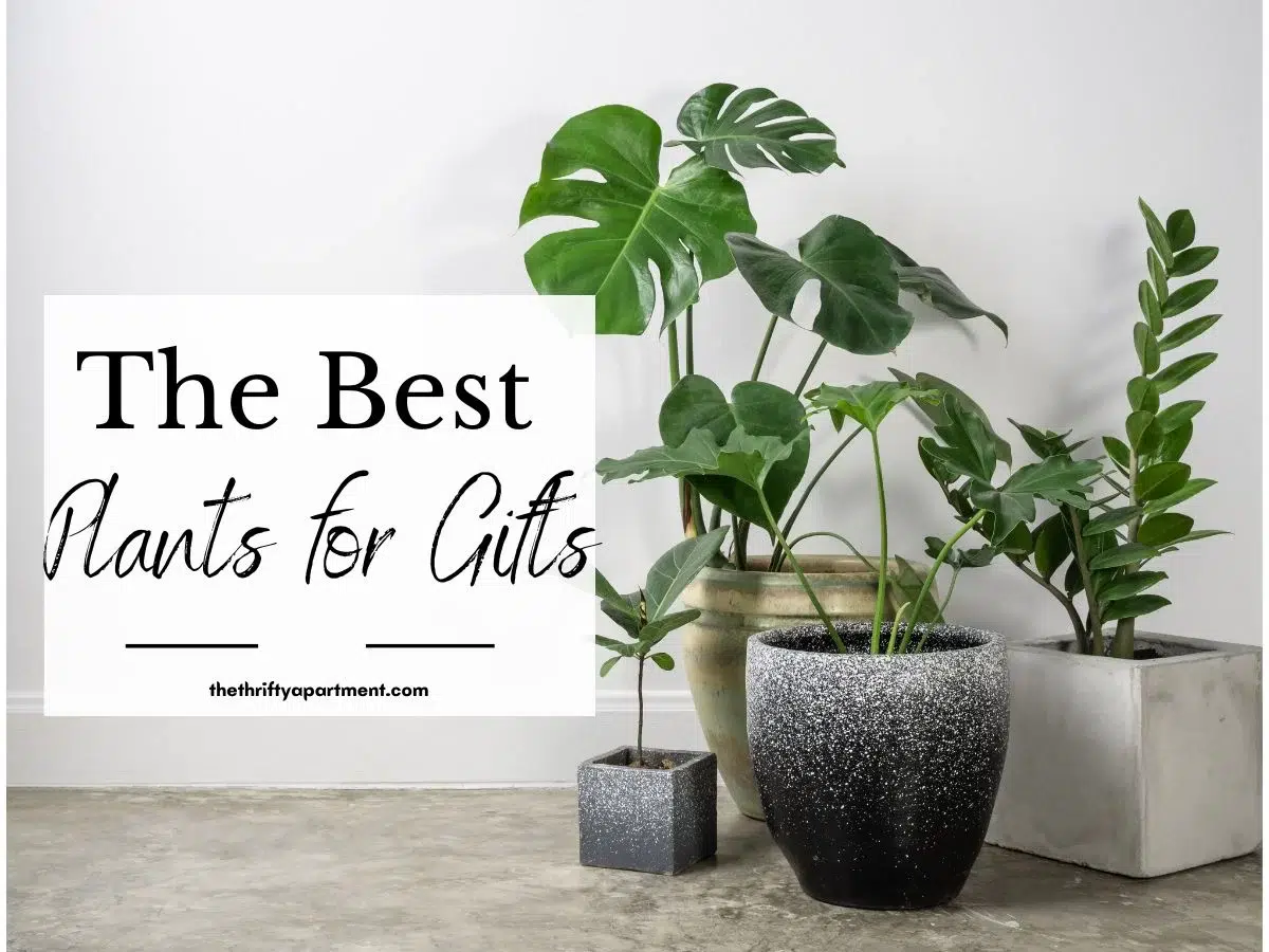 17 Best Plants for Gifts