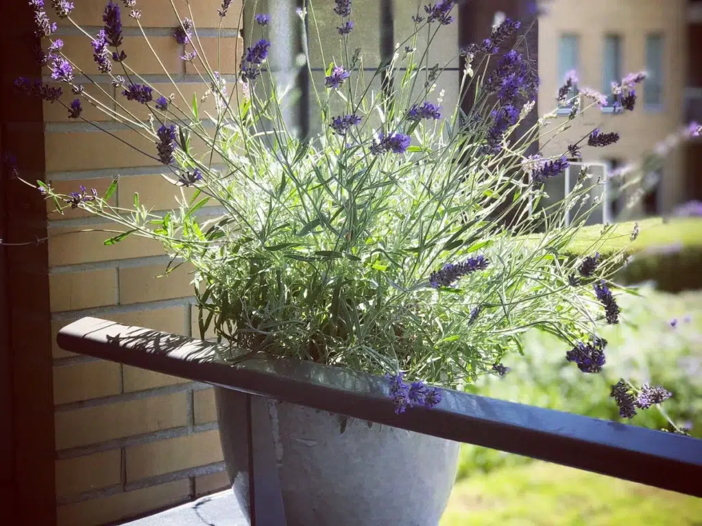 lavender plants for balcony