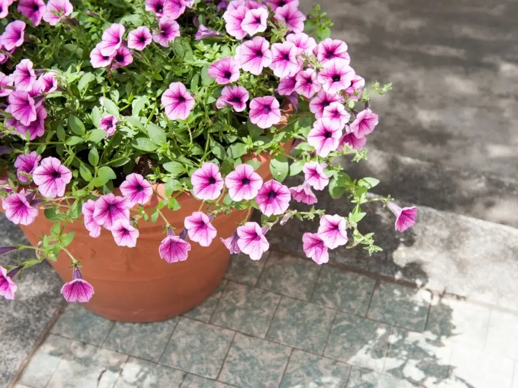 petunia best plant for balcony