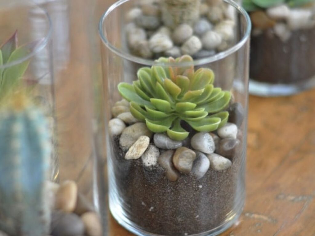 rocks in a vase