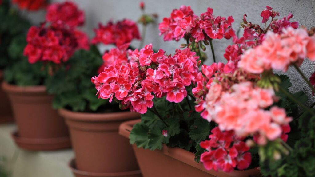 Geranium plants