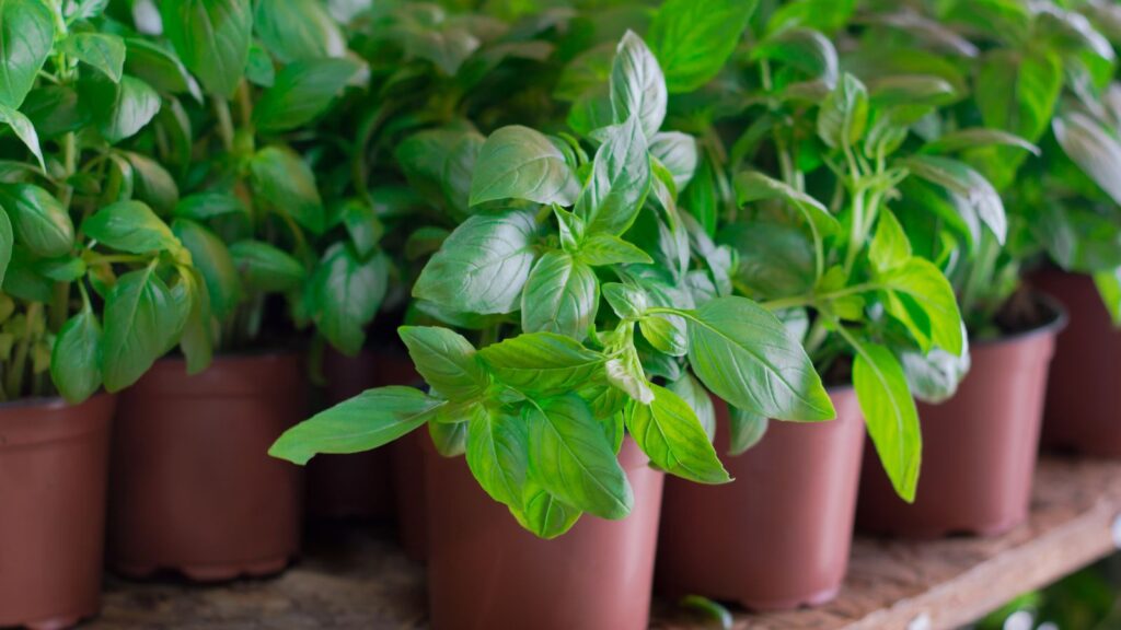 basil plant