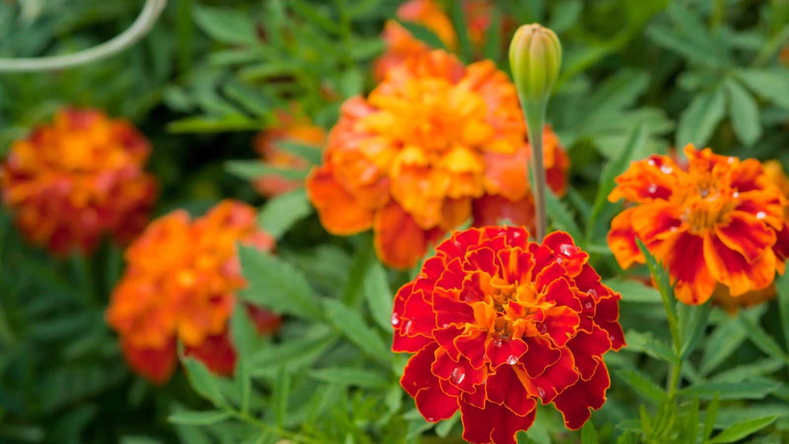 marigold plant