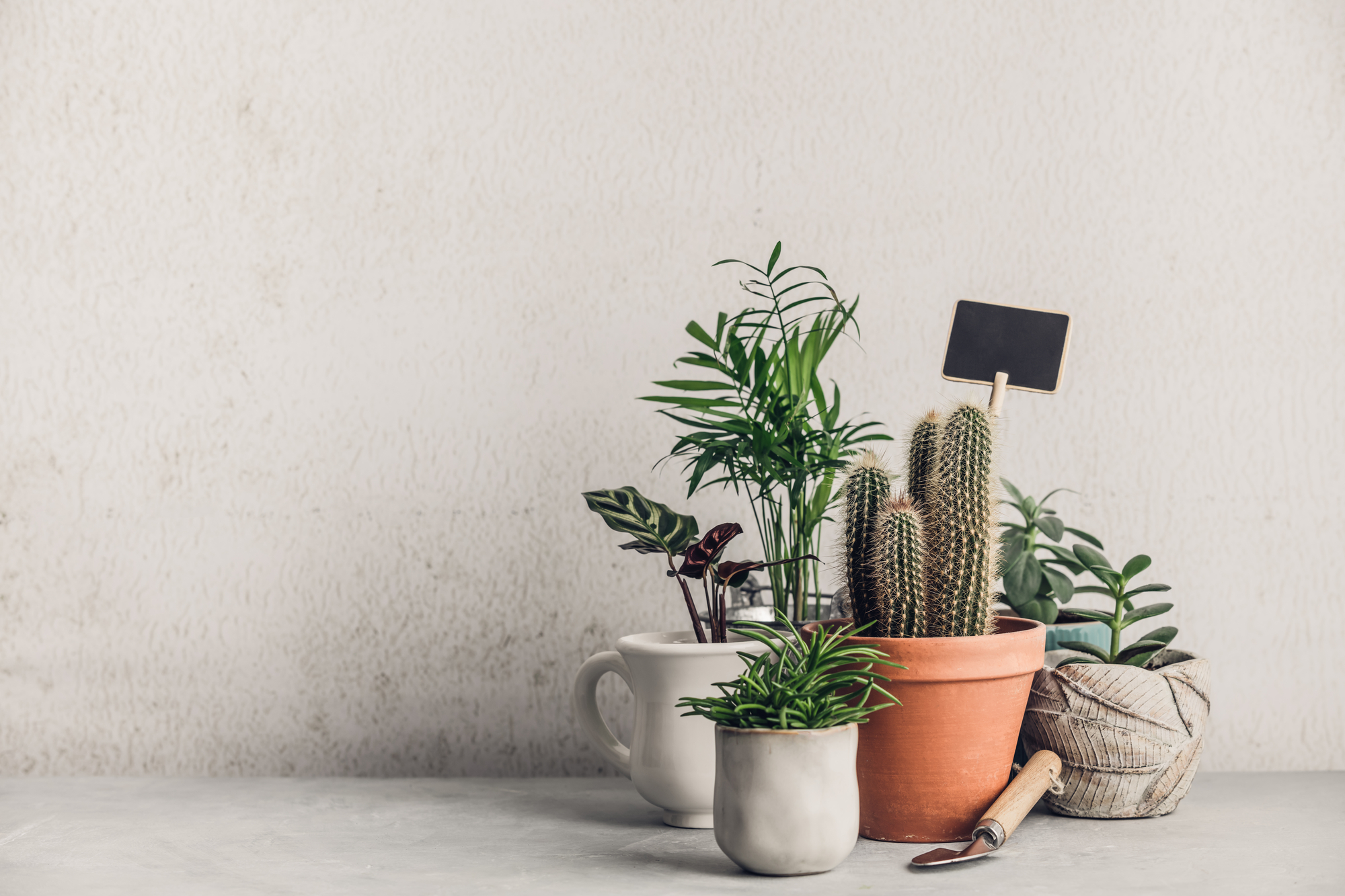 Collection of various cactus and succulent plants in different pots. Minimalistic Home decor and gardening concept. Stylish interior with a lot of plants