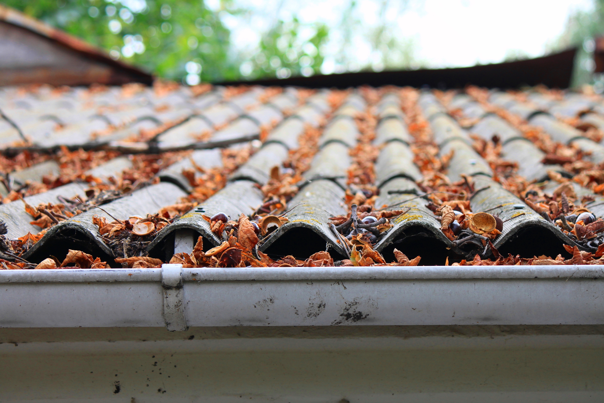 roof covered in debri and leaves