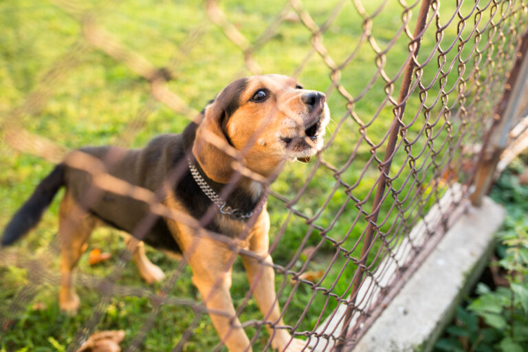 dog behind the fence