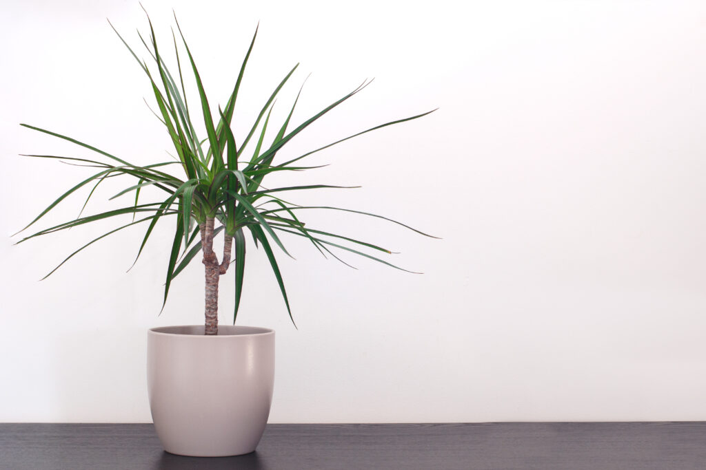 Dracaena marginata in a pot against a white wall