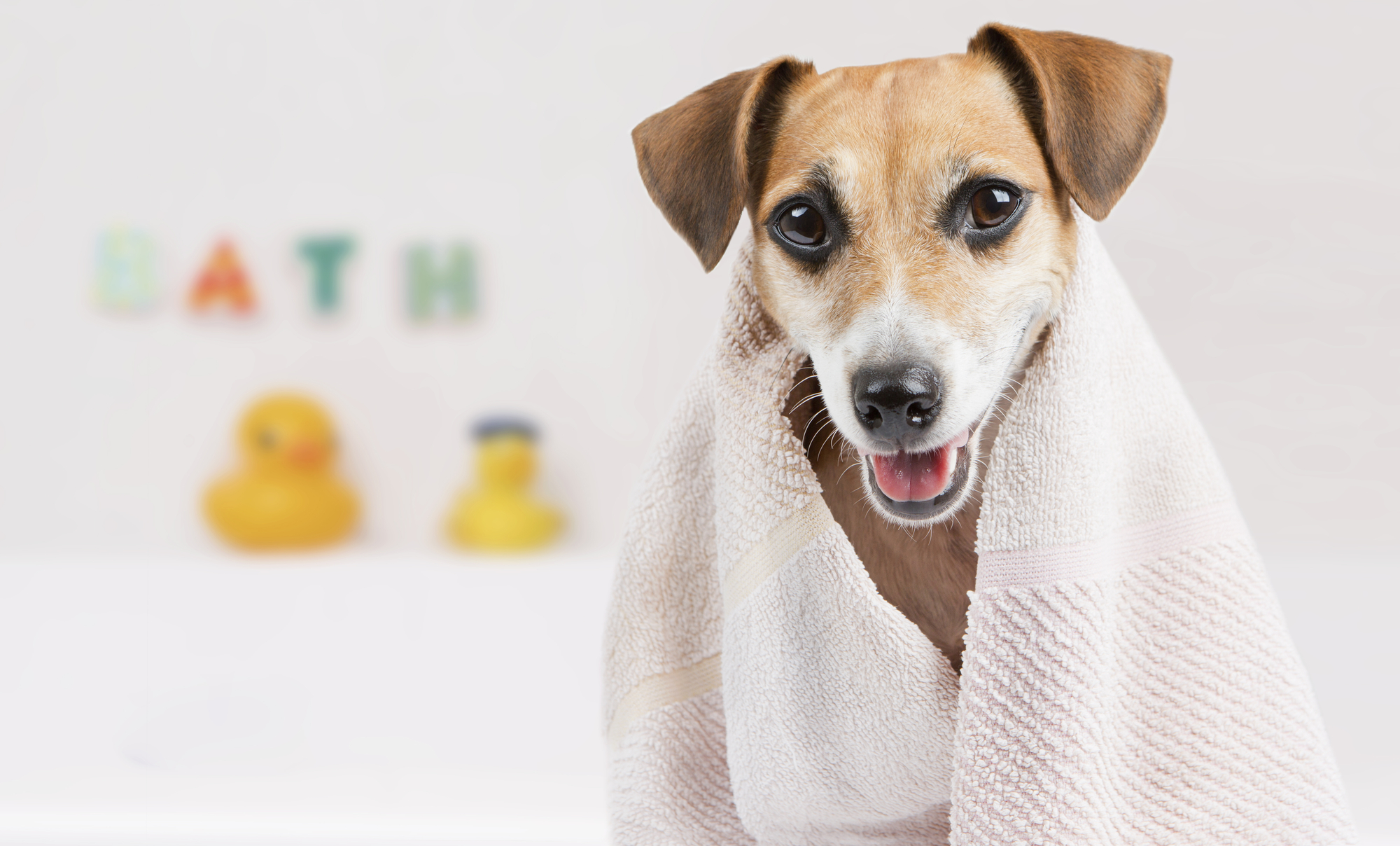 Keep The Pet, Not The Odor: 20 Ways To Reduce Pet Smells In Your House