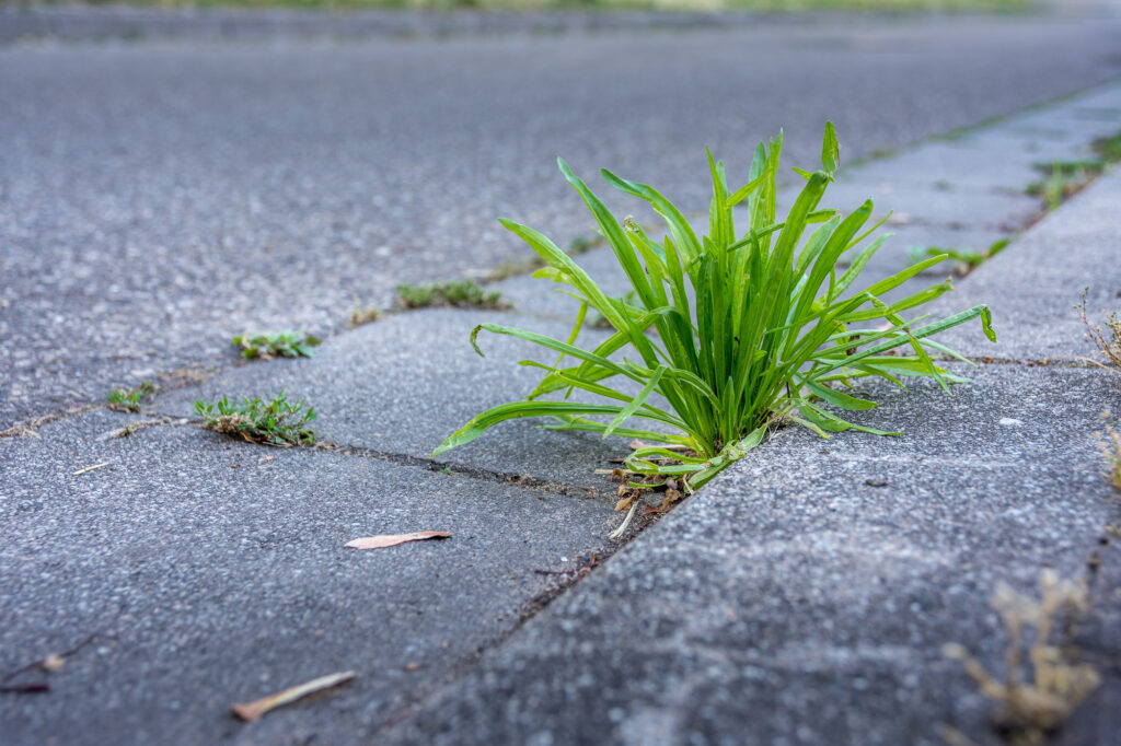 weed on a street driveway walkway