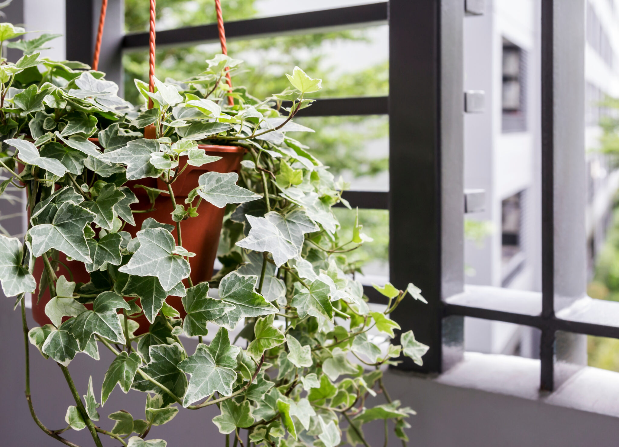 12 Houseplants That Are Almost Impossible to Kill, According To A Plant Expert