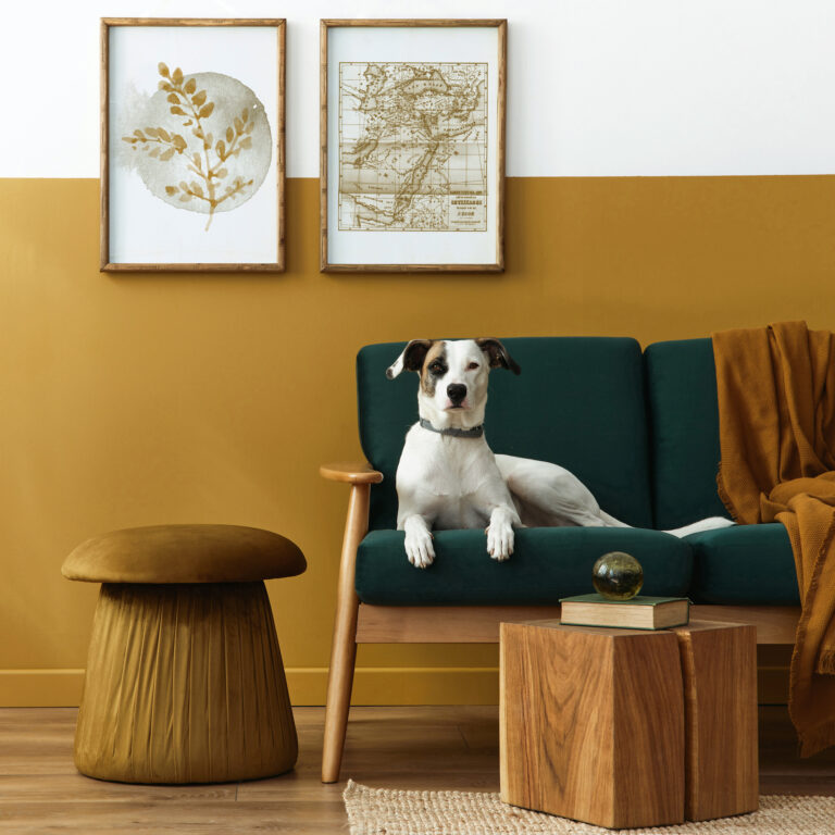 dog on couch, pet Stylish interior of living room with design furniture, gold pouf, plant, mock up poster frames, carpet, accessoreis and beautiful dog lying on the sofa in cozy home decor.