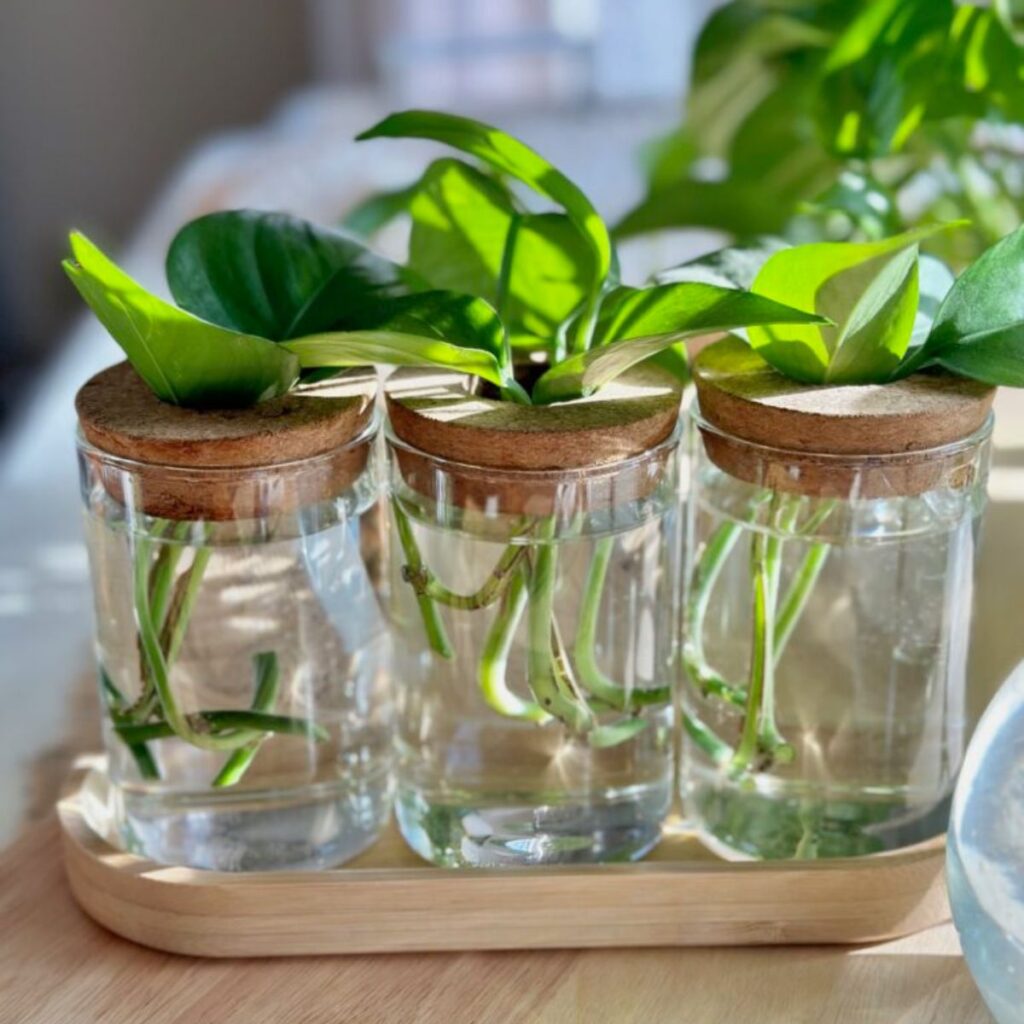 Planting Hydroponic Pothos in the Jar, Growing Houseplants in Water