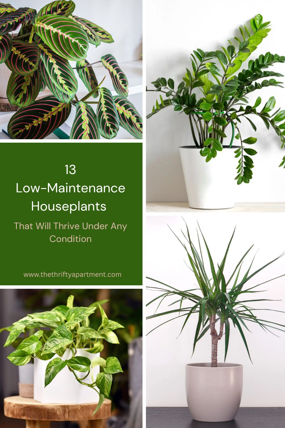 13 Low-Maintenance Houseplants That Will Thrive Under Any Condition
