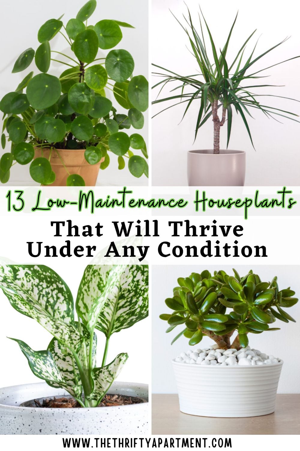 13 Low-Maintenance Houseplants That Will Thrive Under Any Condition
