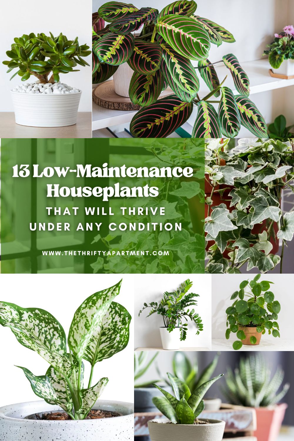 13 Low-Maintenance Houseplants That Will Thrive Under Any Condition