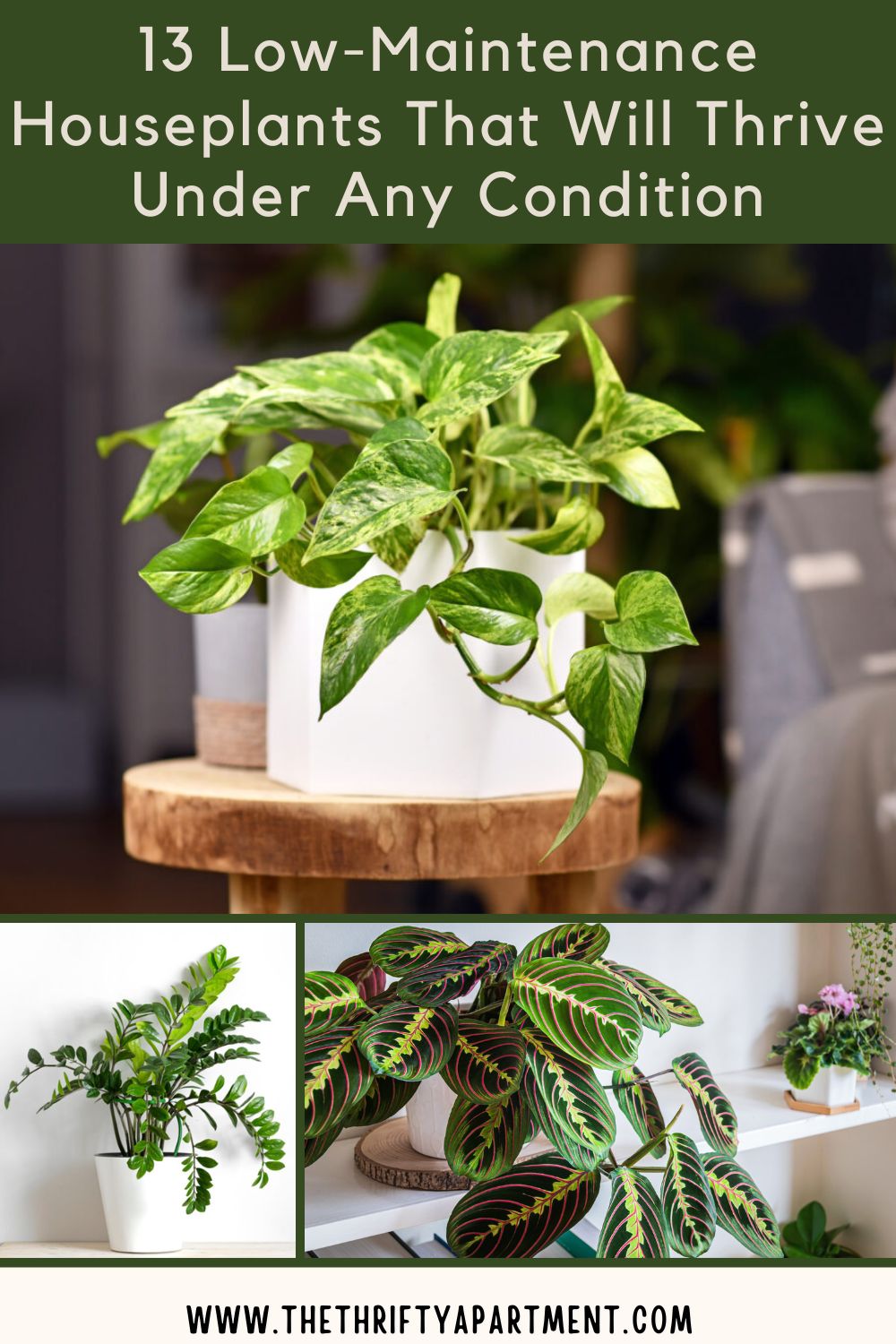 13 Low-Maintenance Houseplants That Will Thrive Under Any Condition