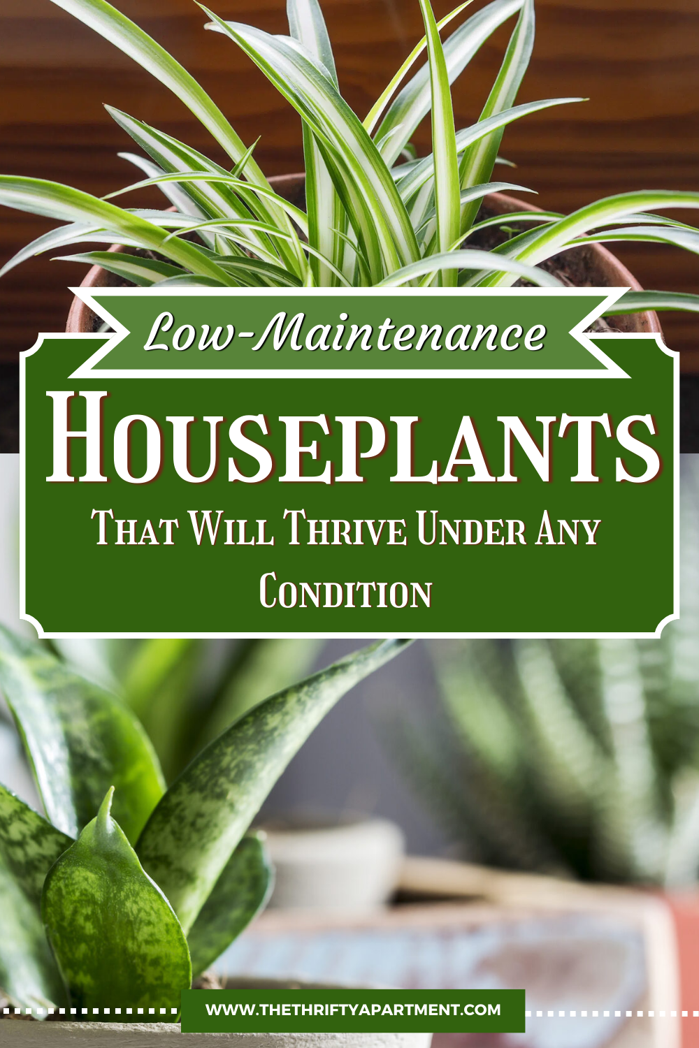 Curated visual reference: Low Maintenance Houseplant Care Reference: 13 Low Maintenance Houseplants That Will Thrive Under Any Condition