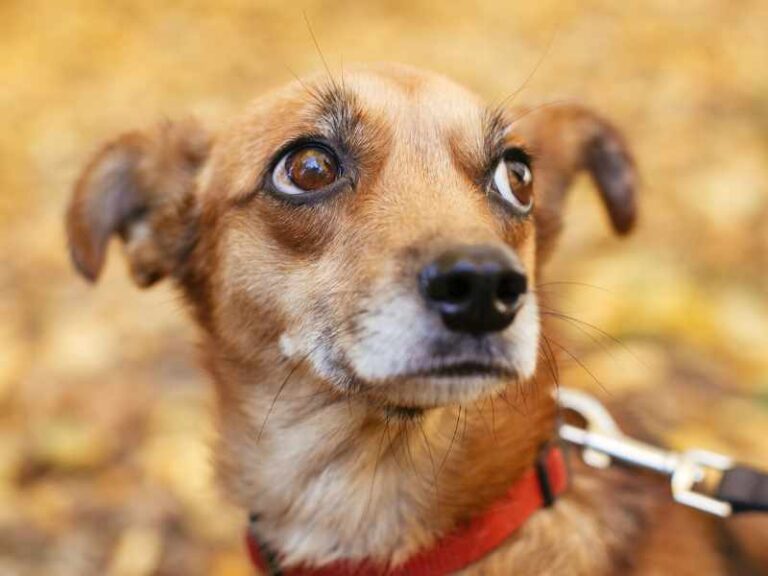 18 Things Humans Do That Dogs Hate So Bad