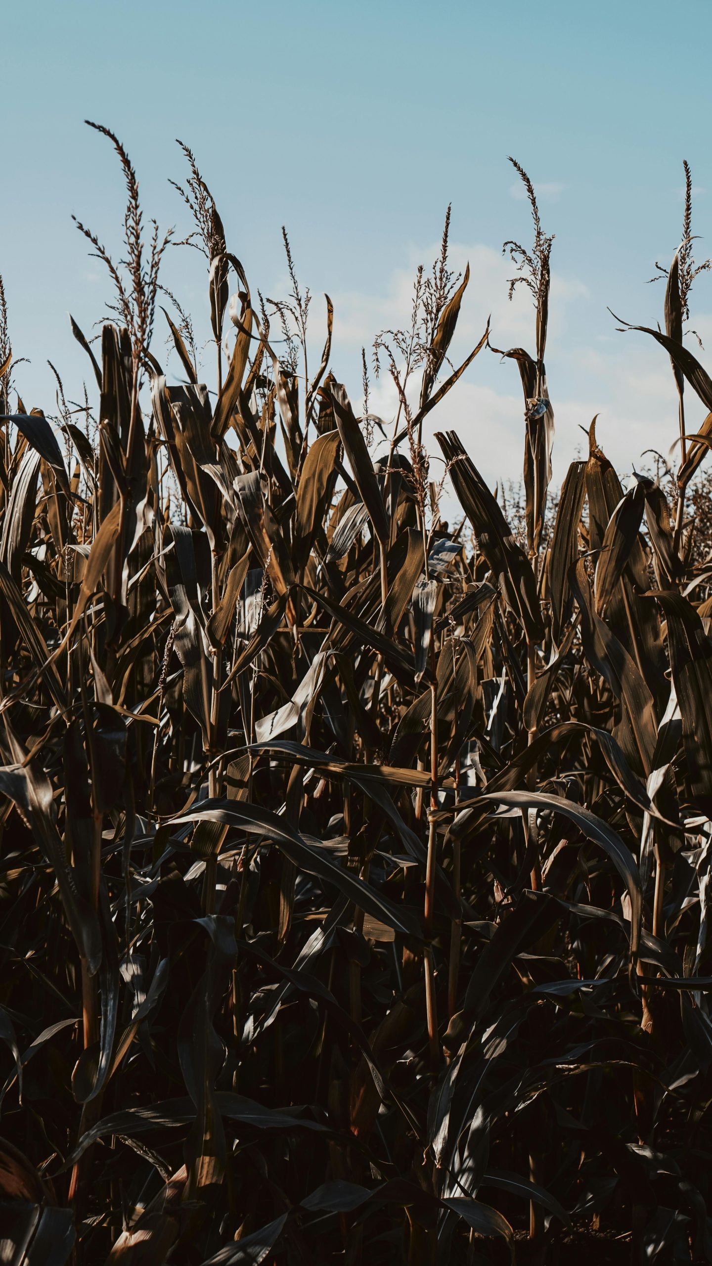 pexels nathanjhilton 13901778 scaled 1