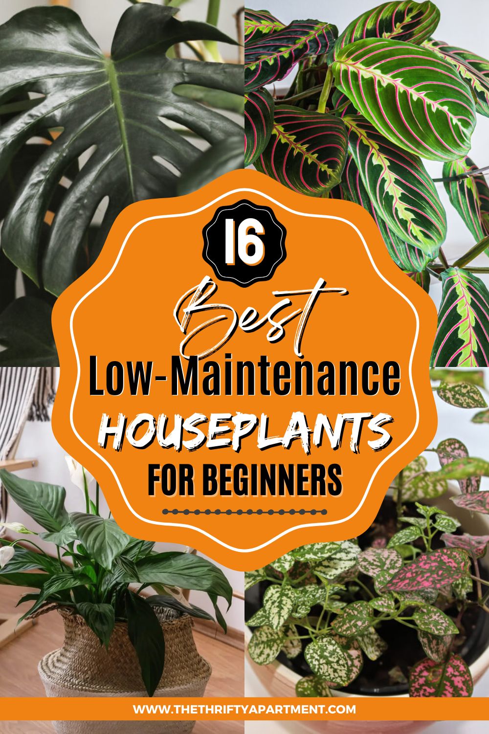 16 Low-Maintenance Houseplants Everyone Should Have in Their Homes