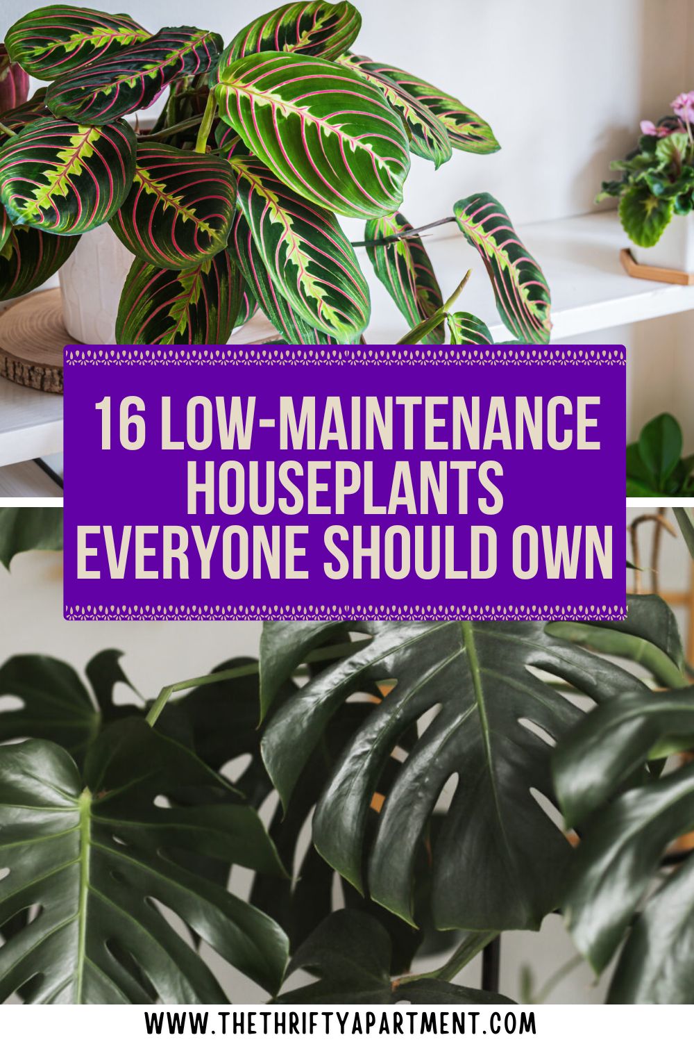 16 Low-Maintenance Houseplants Everyone Should Have in Their Homes