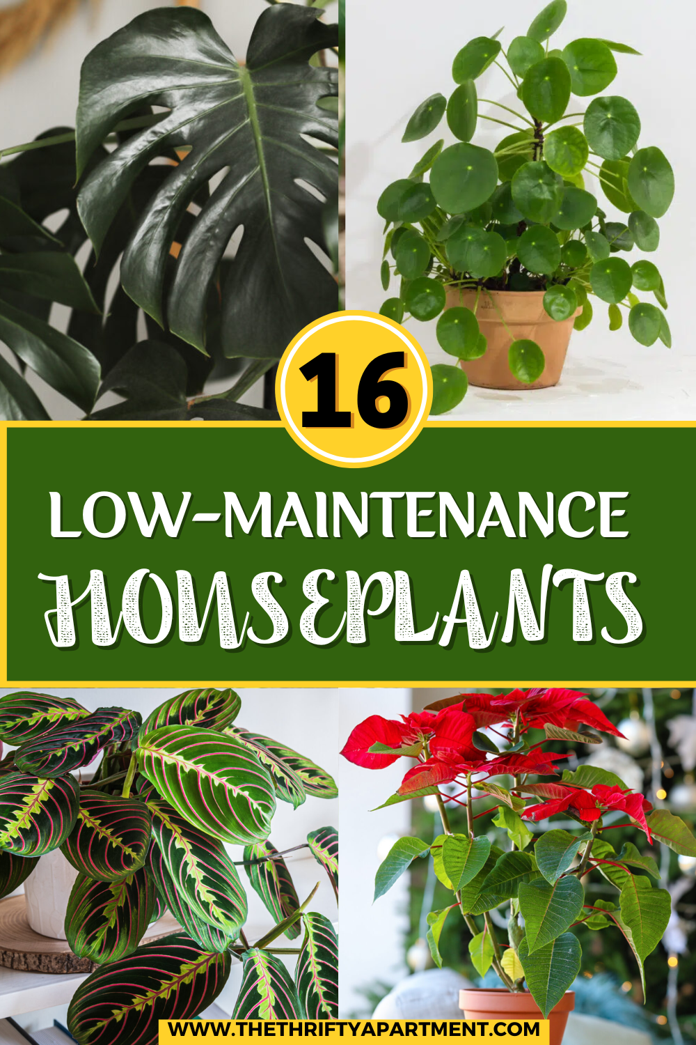 16 Low-Maintenance Houseplants Everyone Should Have in Their Homes