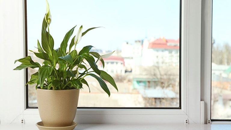 16 Low-Maintenance Houseplants Everyone Should Have in Their Homes