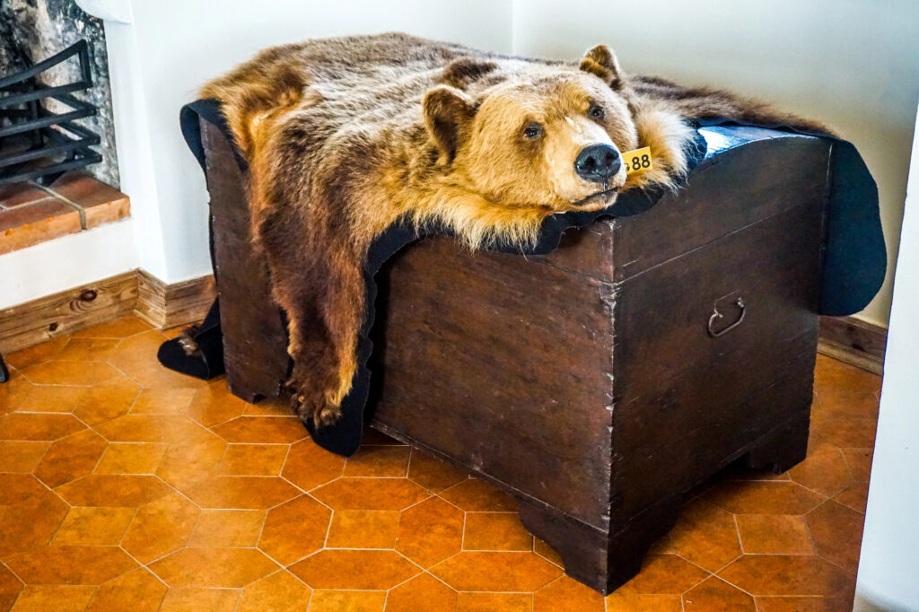 Taxidermy Decor