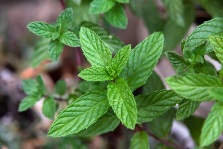 mint herbs