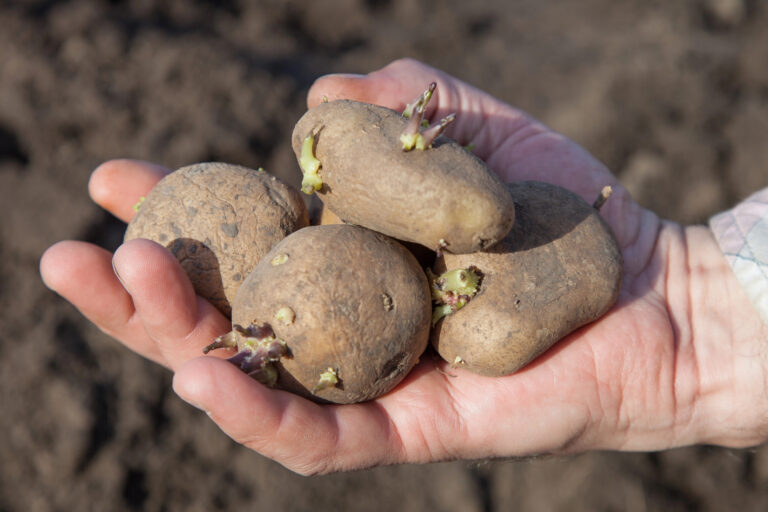 Are Sprouted Potatoes Safe to Eat? Here’s What You Need To Know