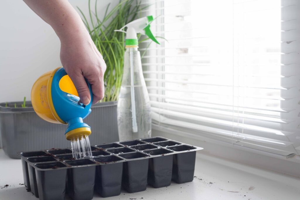 pouring water to germinate seeds planting