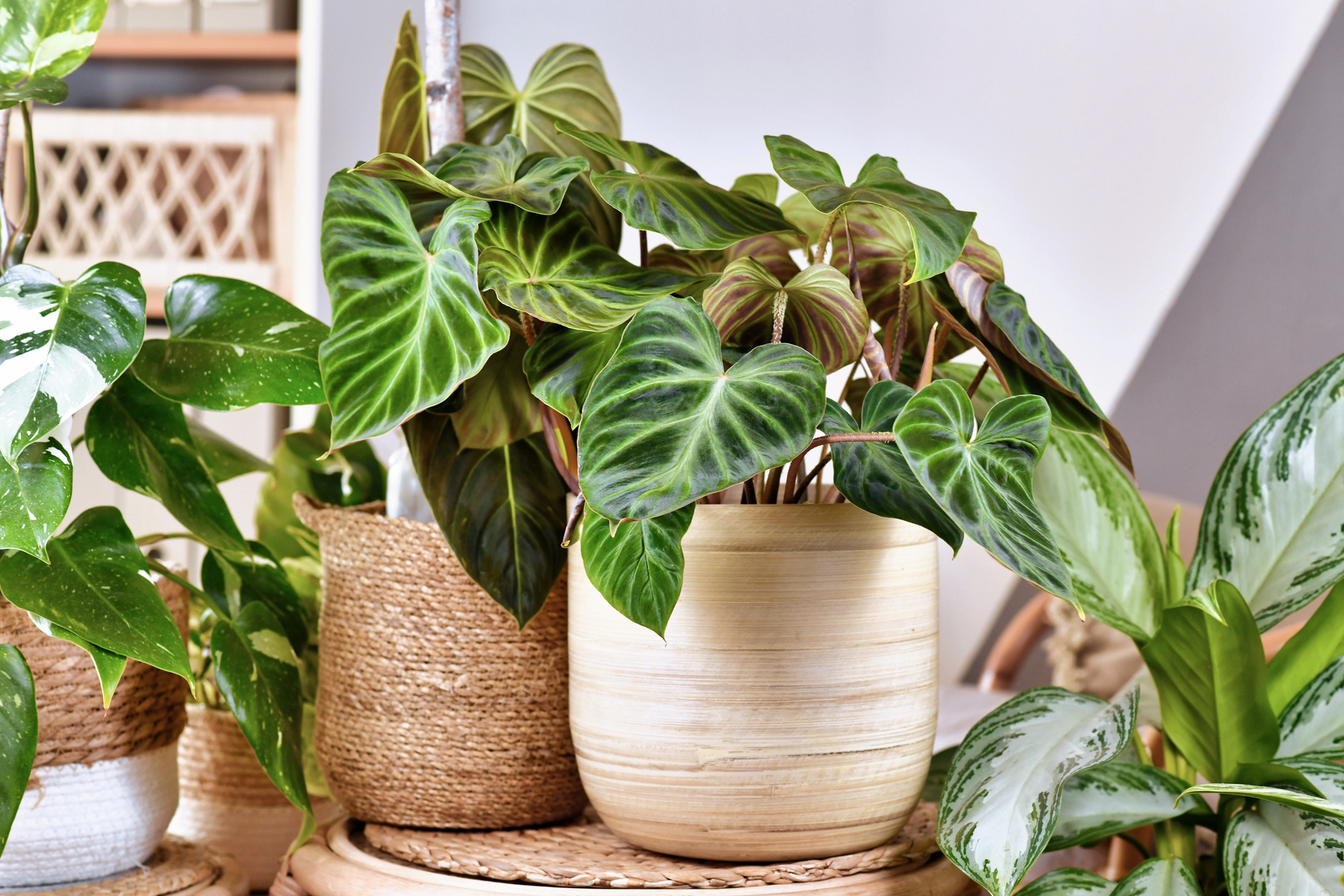 houseplants