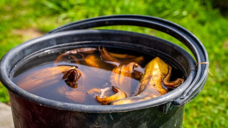 banana peels in water