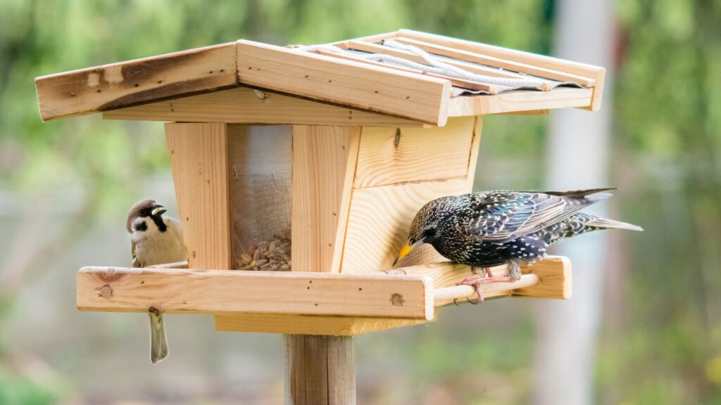 birds in a bird feeder