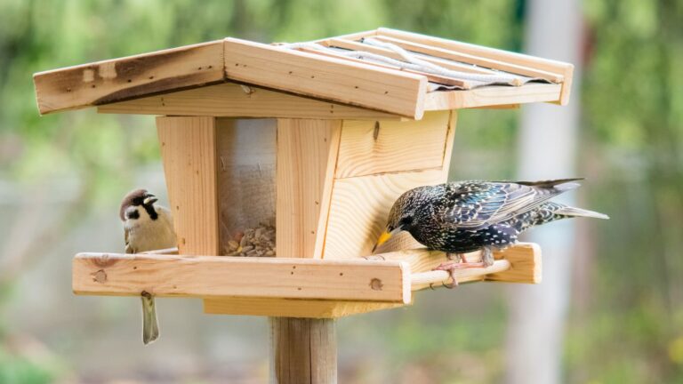 10 Foods You Should Always Keep Out of Bird Feeders