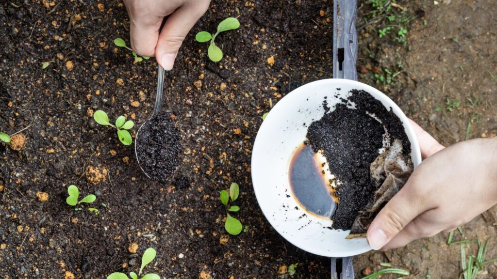 coffee grounds in soil