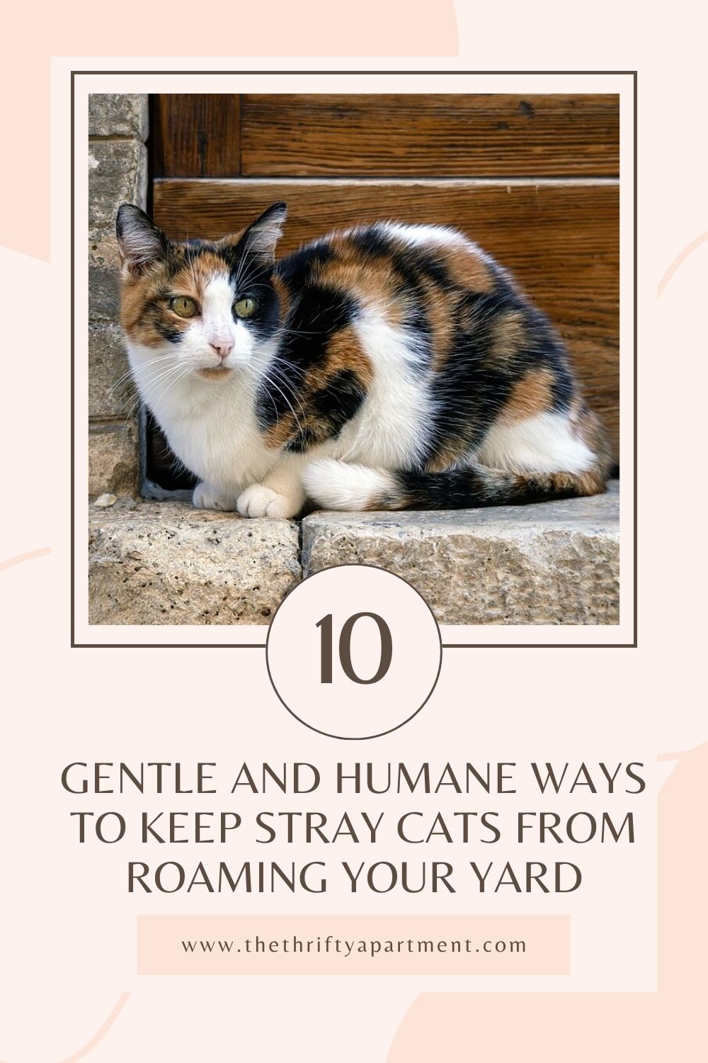 Humane Way 10 Gentle and Humane Ways to Keep Stray Cats From Roaming Your Yard