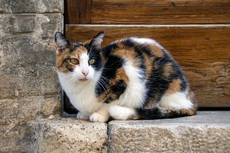 10 Gentle and Humane Ways to Keep Stray Cats From Roaming Your Yard