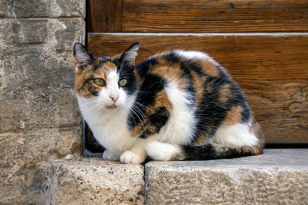 1024px Calico cat Assisi Italy
