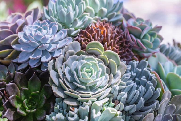 15 Eye-Catching Succulents for a Garden That Stays Beautiful