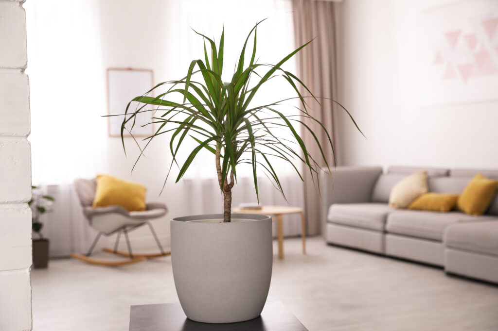 Beautiful green dracaena on table in room. Element of interior design