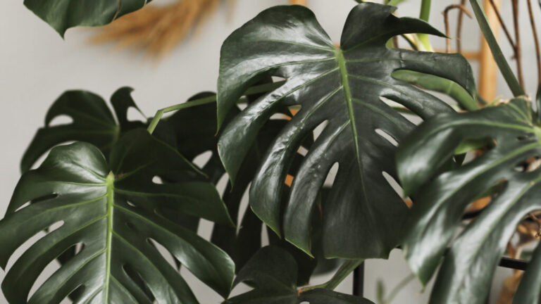 Big green leaf for flower arrangement. Monstera leaf. Popular choice of florist using exotic jungle plant leaf. green leaves. selective focus