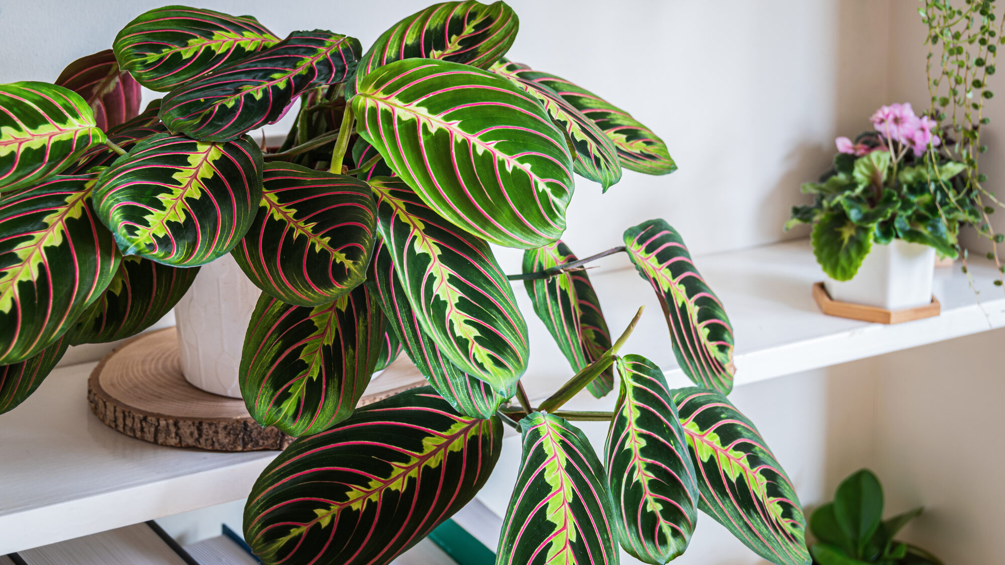 prayer plant