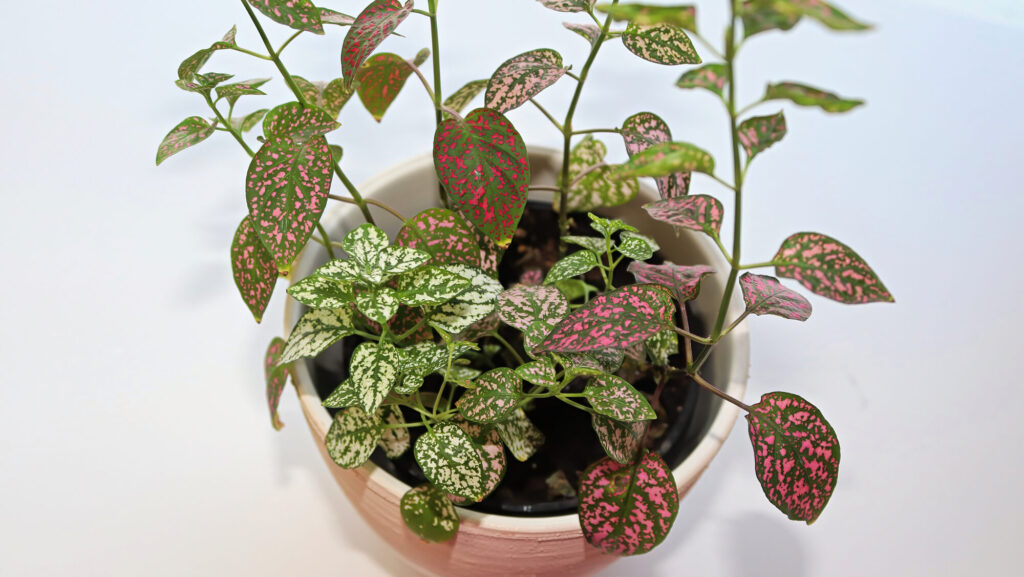 A multicolored polka dot plant in a white pot on a table.