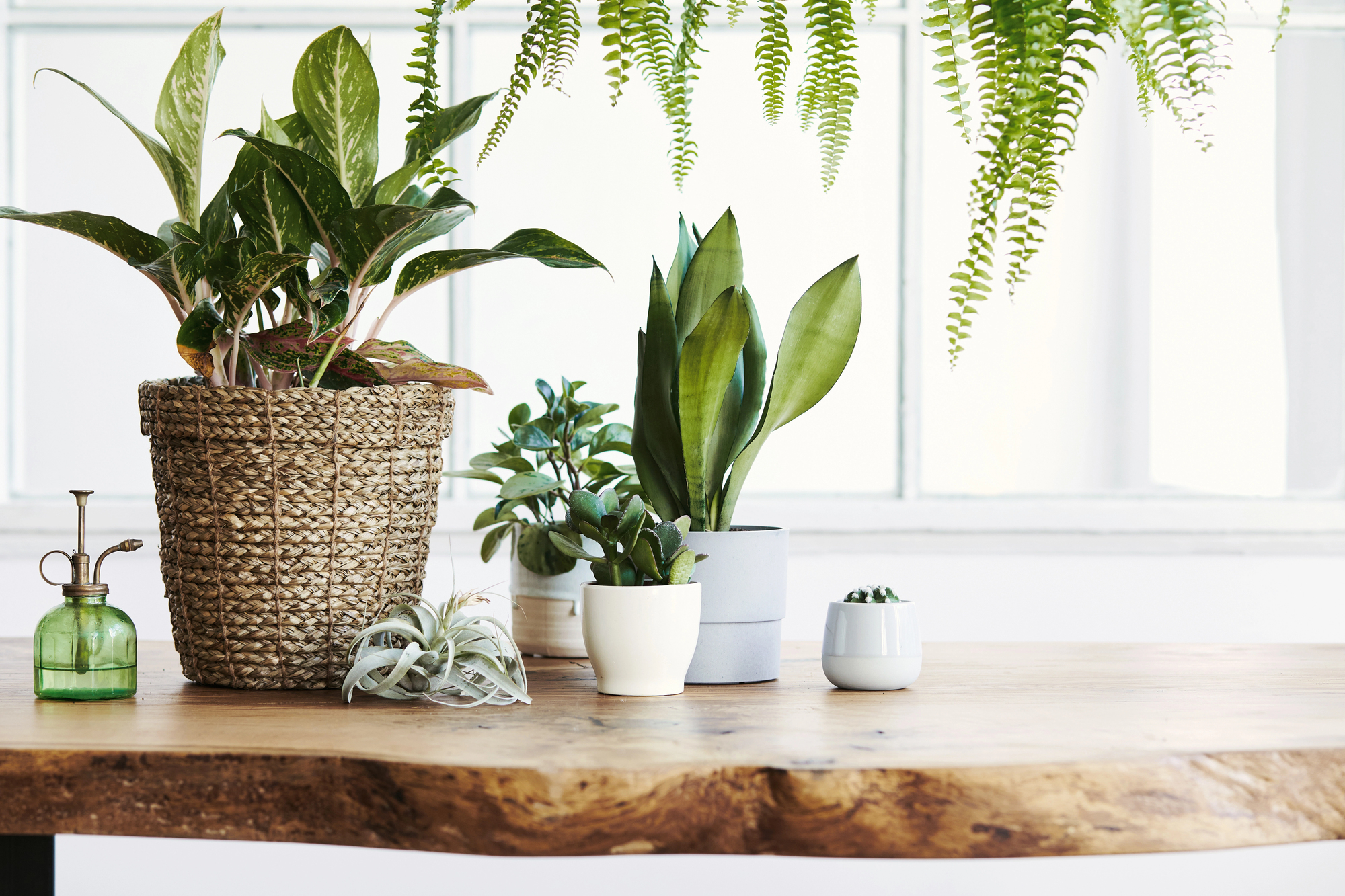 houseplants