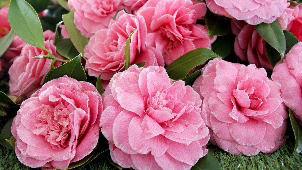 Camellias