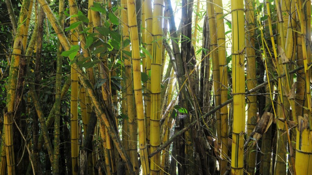bamboo
