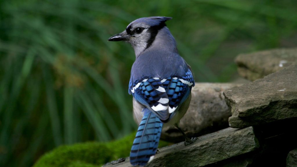 blue jay bird