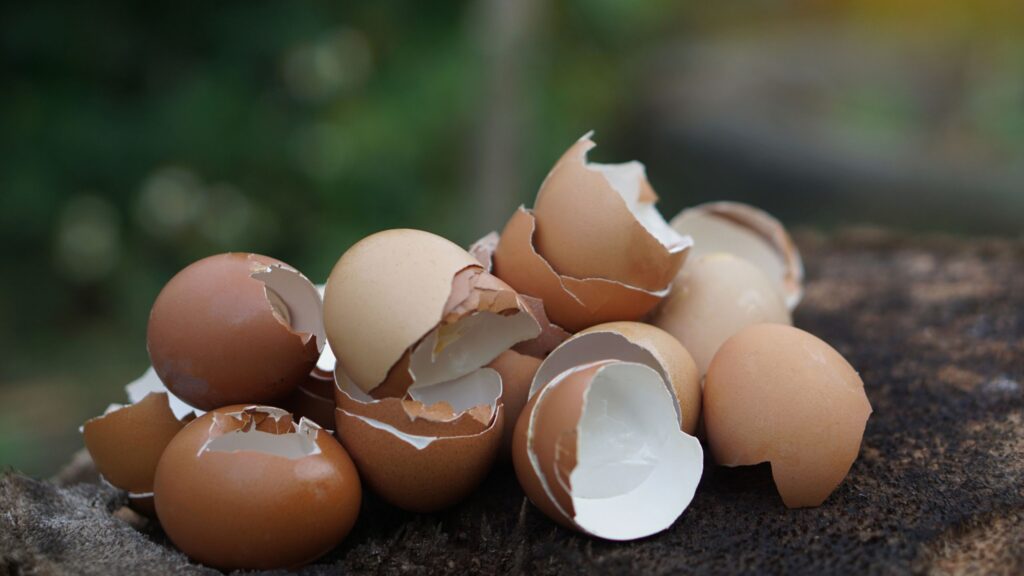 eggshells yahoo garden