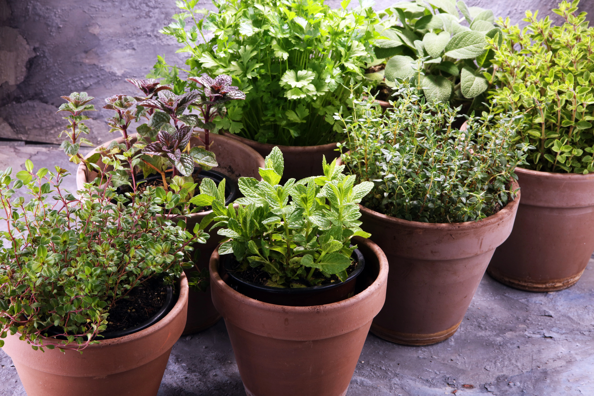 Companion Planting Guide Bundle Printable PDF | 31 Pages | Garden Planner, Companion Planting Charts & Garden Tracker - Image 2